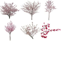 桜　切り抜き素材6個セット  - Cherry Blossoms   sa_022