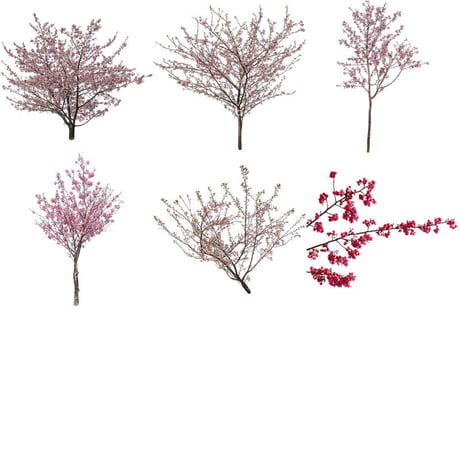 桜　切り抜き素材6個セット  - Cherry Blossoms   sa_022
