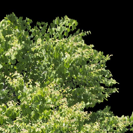 鳥瞰樹木    Bird-eye_39-カツラ-KatsuraTree