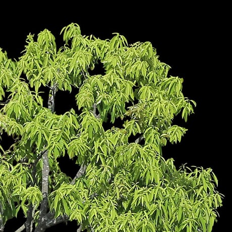 鳥瞰3本樹木    Bird-eye_03  -シラカシ-Bamboo-LeafedOak