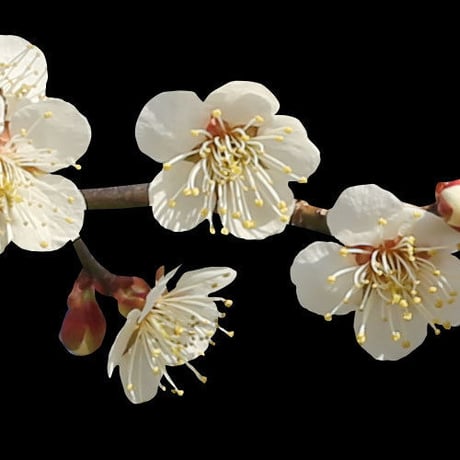 梅　切り抜きセット素材  - Plum trees  2u_02