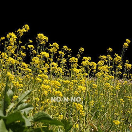 菜の花　切り抜き素材　H_020