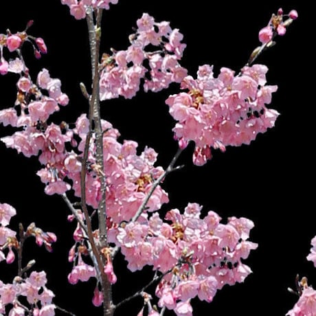 桜　切り抜き素材6個セット  - Cherry Blossoms   sa_022