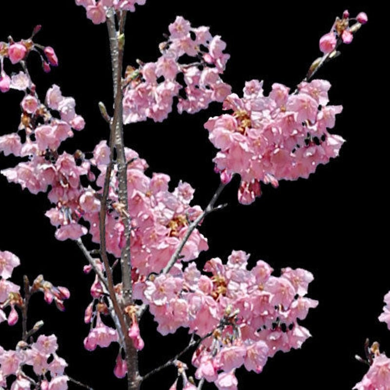 桜 切り抜き素材6個セット - Cherry Blossoms sa_022 | 樹木素