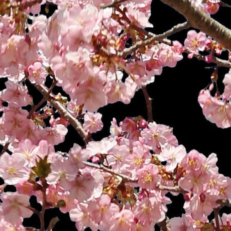 桜　切り抜き素材セット  - Cherry Blossoms   sa_018