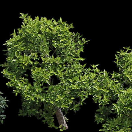 鳥瞰樹木  Bird-eye_56-ユズリハ-DaphniphyllumMacropodum