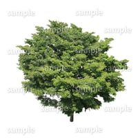 鳥瞰樹木    Bird-eye_44-ケヤキ-Zelkova