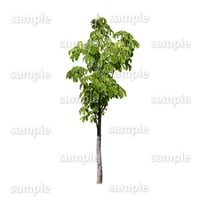 鳥瞰樹木    Bird-eye_06-トチノキ-HorseChestnut