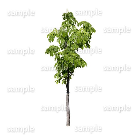 鳥瞰樹木    Bird-eye_06-トチノキ-HorseChestnut