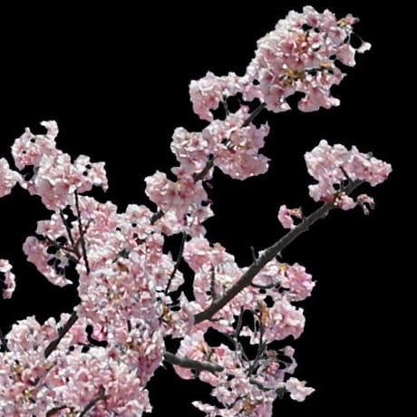 桜　切り抜き素材セット  - Cherry Blossoms   sa_021