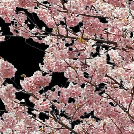桜　切り抜き素材セット  - Cherry Blossoms   sa_019