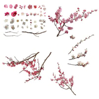 梅　切り抜きセット素材  - Plum trees 2u_01