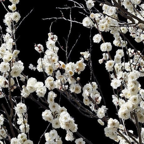 梅　切り抜きセット素材  - Plum trees  2u_05