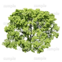 鳥瞰樹木    Bird-eye_47-シラカシ-Bamboo-LeafedOak