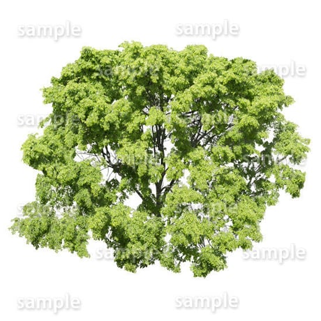 鳥瞰樹木    Bird-eye_47-シラカシ-Bamboo-LeafedOak