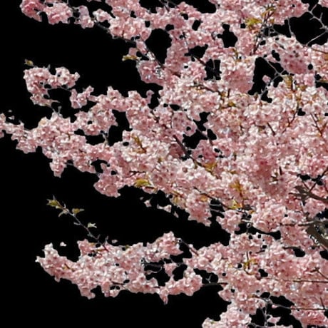 桜　切り抜き素材セット  - Cherry Blossoms   sa_019