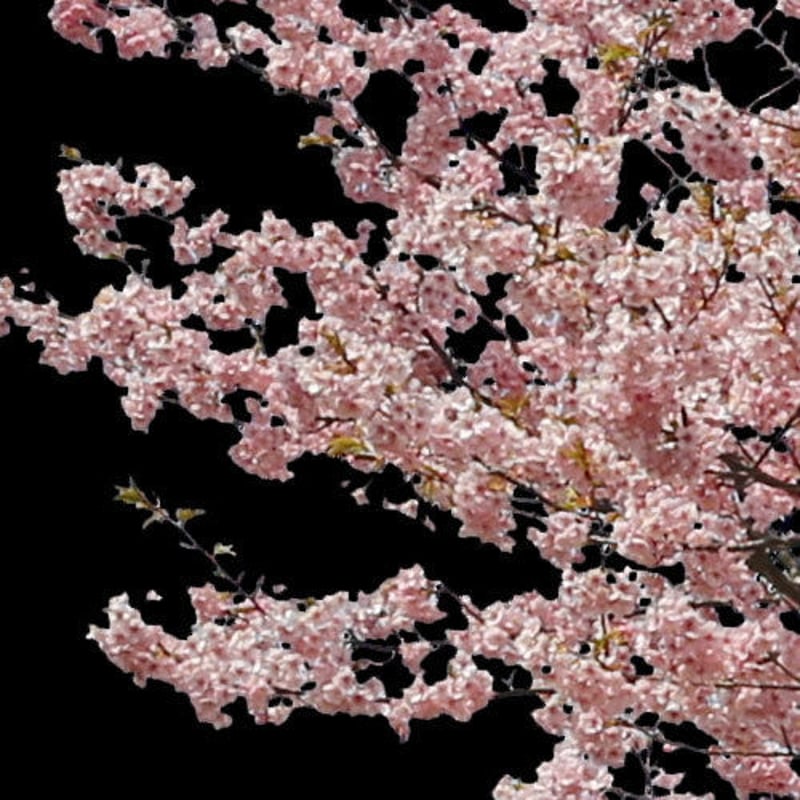 【柊木己桜】 二季咲き さくら 十月桜 1年生接木苗 予約販売12月〜翌年1月頃