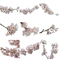 桜　切り抜き素材セット  - Cherry Blossoms   sa_005