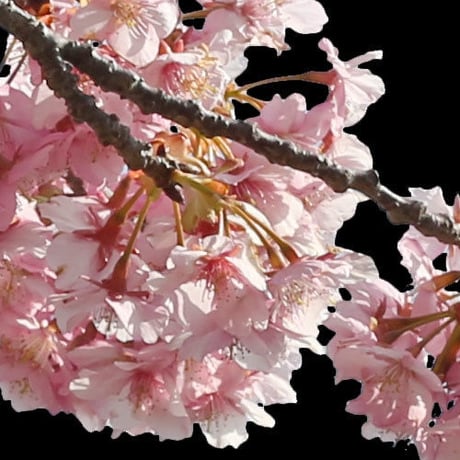 桜　切り抜き素材セット  - Cherry Blossoms   sa_016