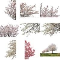 桜　切り抜き素材セット  - Cherry Blossoms   sa_014