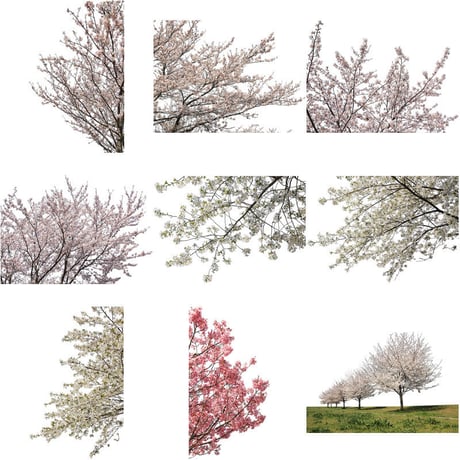 桜　切り抜き素材セット  - Cherry Blossoms   sa_014