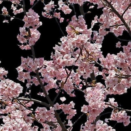 桜　切り抜き素材6個セット  - Cherry Blossoms   sa_022