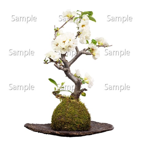 苔玉盆栽切り抜きデータ kokedama06