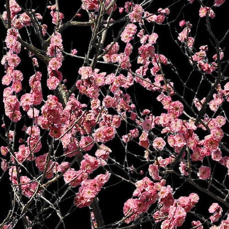 梅　切り抜きセット素材  - Plum trees  2u_03