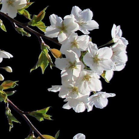 桜　切り抜き素材セット  - Cherry Blossoms   sa_003