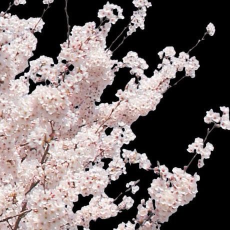 桜　切り抜き素材セット  - Cherry Blossoms   sa_013