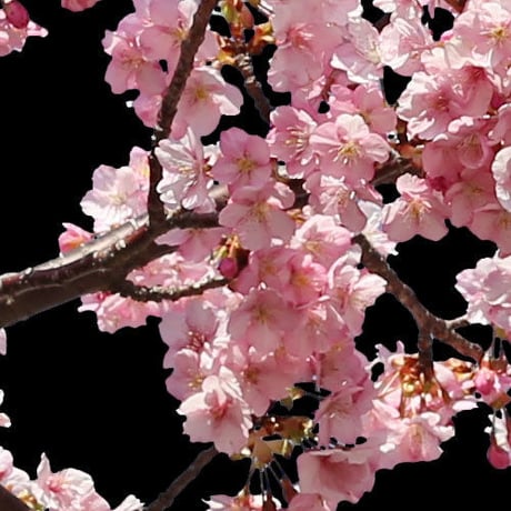 桜　切り抜き素材セット  - Cherry Blossoms   sa_016