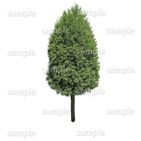 鳥瞰樹木    Bird-eye_31-ヒバ-Conifer