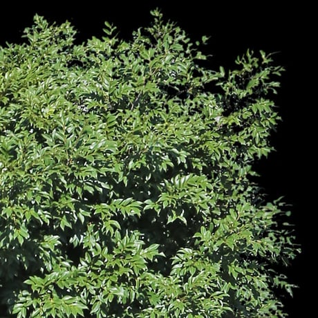 鳥瞰樹木    Bird-eye_33-シラカシ-Bamboo-LeafedOak