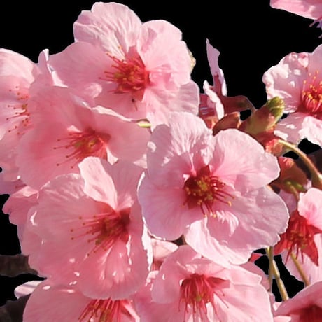桜　切り抜き素材セット  - Cherry Blossoms   sa_004