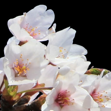 桜　切り抜き素材セット  - Cherry Blossoms   sa_006