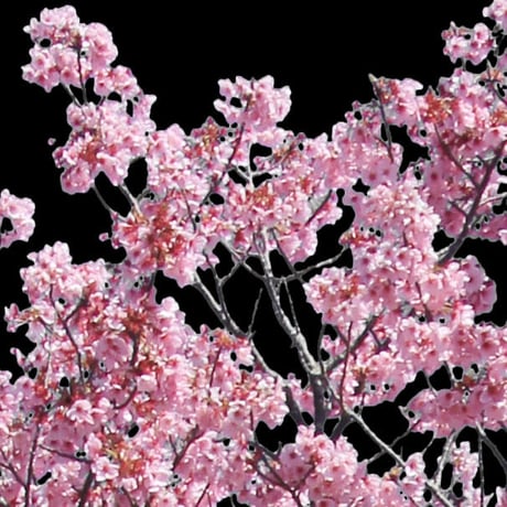 桜　切り抜き素材セット  - Cherry Blossoms   sa_011