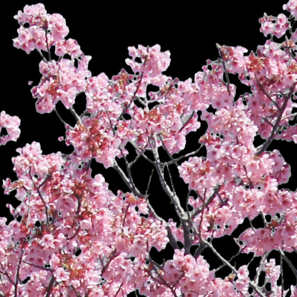 ⭐️All Cherry Blossoms⭐️新品6枚set⭐️婦人画報別注桜 Gold cherry blossoms 金色桜 絵画 modern art 通販 12779533