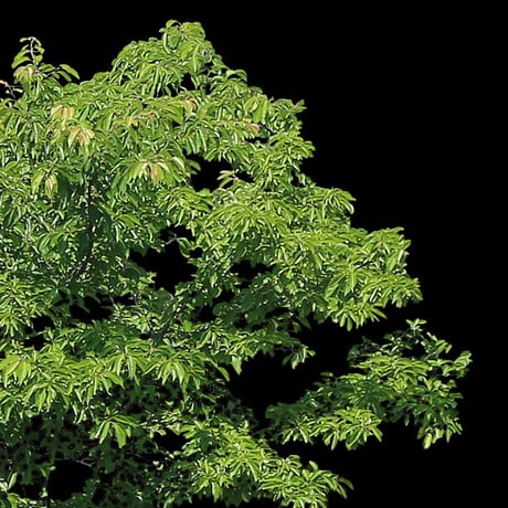 鳥瞰樹木    Bird-eye_12-サクラ-JapaneseCherry