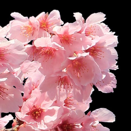 桜　切り抜き素材セット  - Cherry Blossoms   sa_004