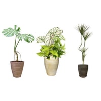 観葉植物素材　3個セット　8kp0012