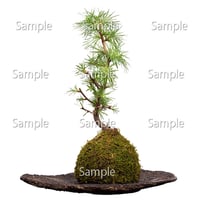 苔玉盆栽切り抜きデータ kokedama03