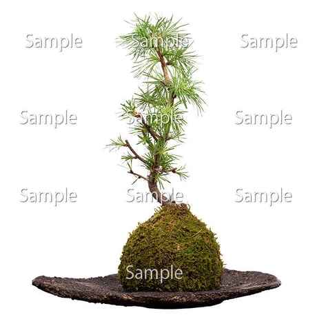 苔玉盆栽切り抜きデータ kokedama03