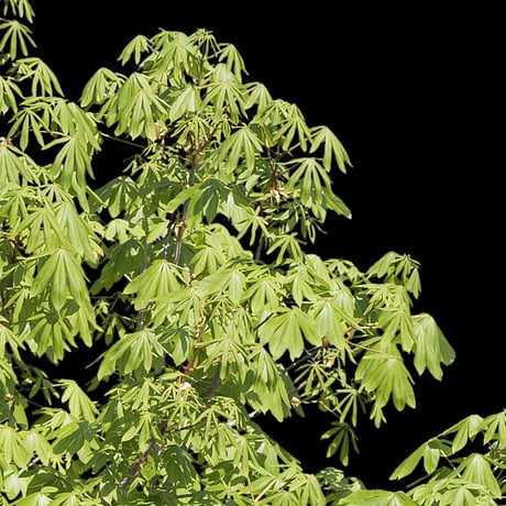 鳥瞰樹木    Bird-eye_16-トチノキ-HorseChestnut
