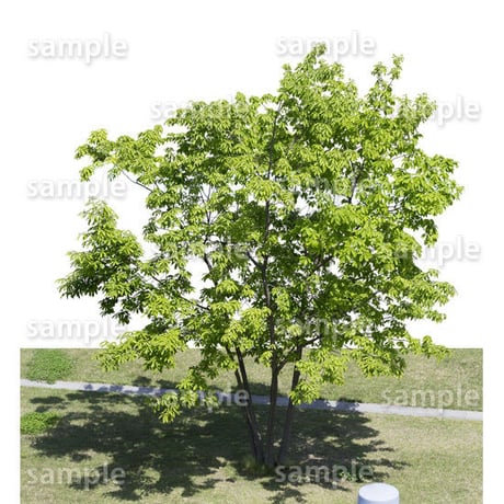 鳥瞰樹木    Bird-eye_10-コナラ-KonaraOak