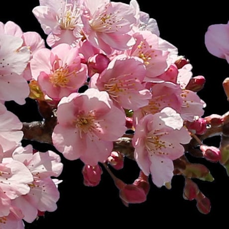 桜　切り抜き素材セット  - Cherry Blossoms   sa_016