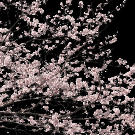 桜　切り抜き素材セット  - Cherry Blossoms   sa_001