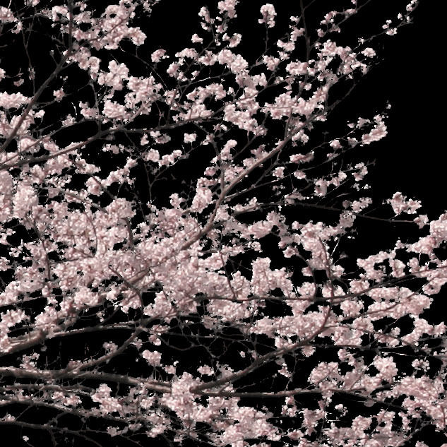 桜 切り抜き素材セット - Cherry Blossoms sa_001 | 樹木素材.com