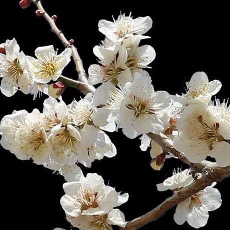 梅　切り抜きセット素材  - Plum trees  2u_04