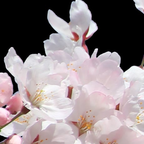 桜　切り抜き素材セット  - Cherry Blossoms   sa_005