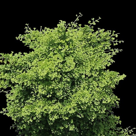 鳥瞰3本樹木    Bird-eye_02  -イチョウ-Ginkgo